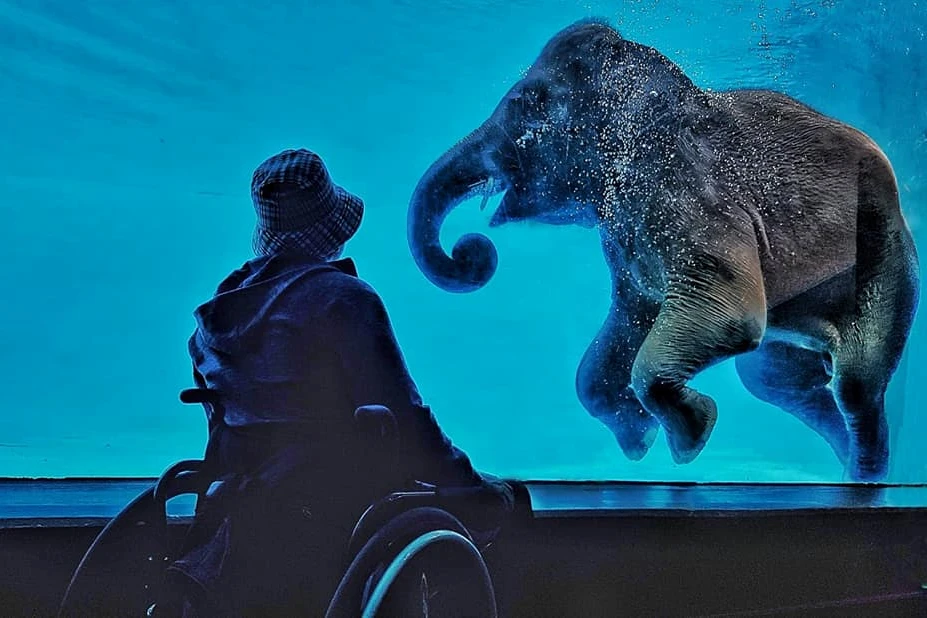 A wheelchair user observing an elephant swimming underwater through a large glass panel at Khao Kheow Open Zoo