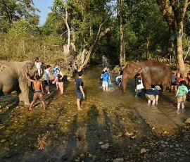 Dive into the adventure! Experience the joy and excitement of splashing and bathing elephants in the river, engaging all your senses in Chiang Mai. A large group of visually impaired travelers and guides happily bathing and playing with two adult elephants in a shallow river at an ethical elephant camp in Chiang Mai, emphasizing tactile interaction and fun.