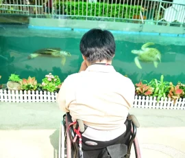 wheelchair pattaya (3)